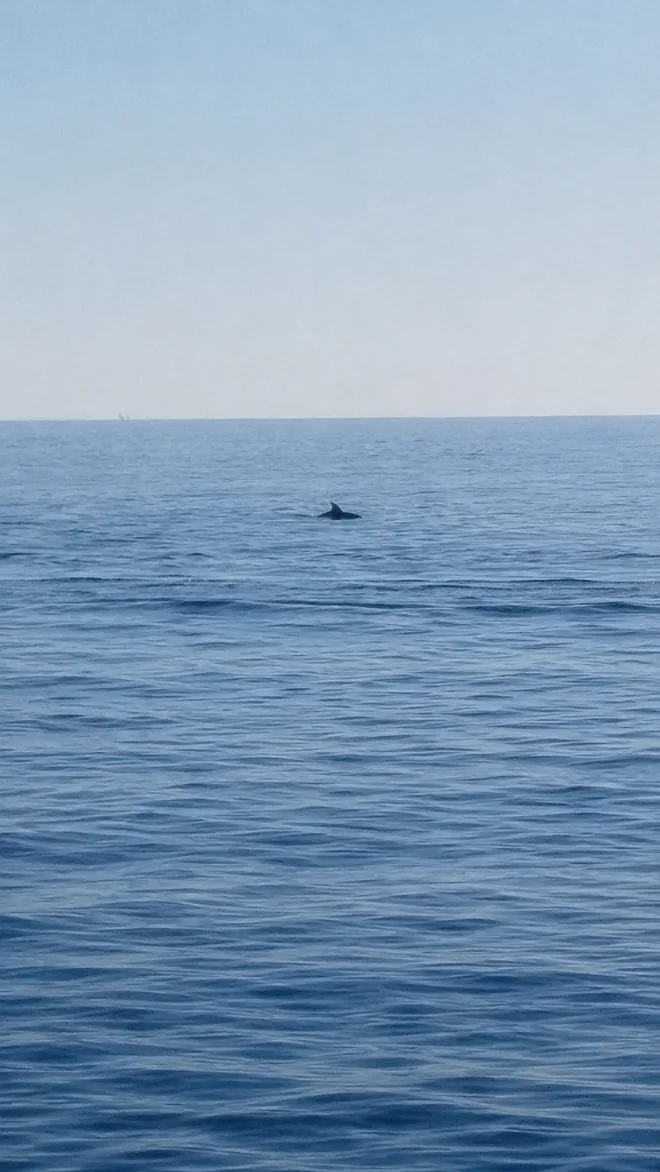 Un dauphin au loin, à peine visible à la surface, au large de l'Estérel